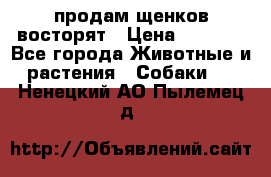 продам щенков восторят › Цена ­ 7 000 - Все города Животные и растения » Собаки   . Ненецкий АО,Пылемец д.